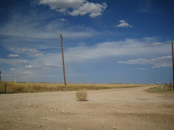 tumbleweed